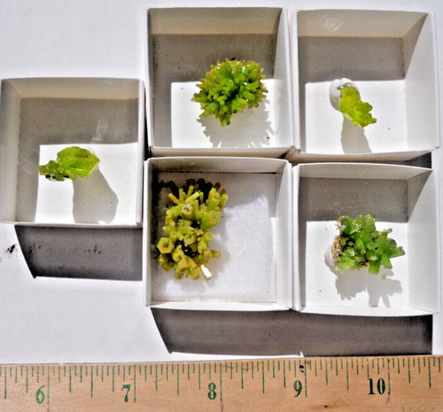 Thumbnail bright hoppered - 5,