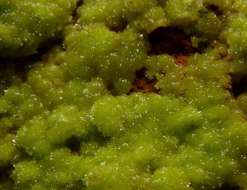 Pyromorphite new find - new, !